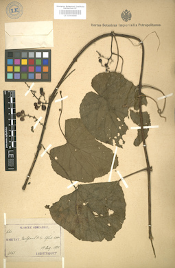 LE 01004888