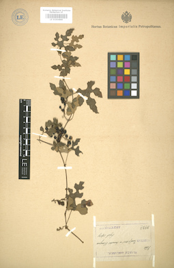 LE 01004889