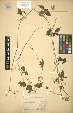 LE 01004890