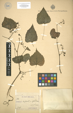 LE 01004891