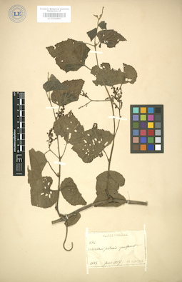 LE 01004892