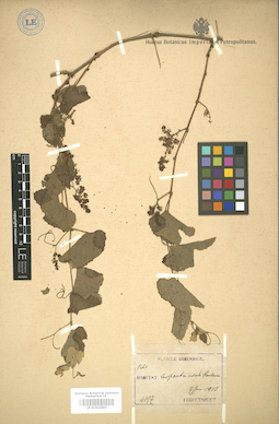LE 01004895