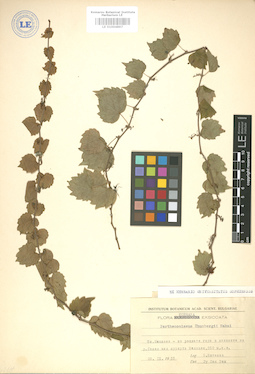 LE 01004897