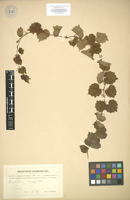 LE 01004898
