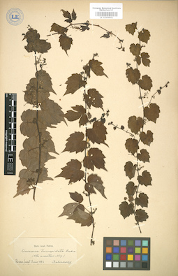 LE 01004901
