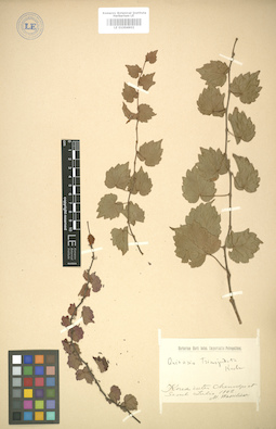 LE 01004902