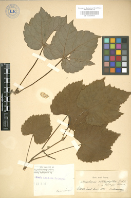 LE 01004903