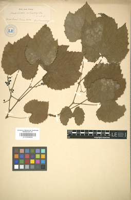 LE 01004904