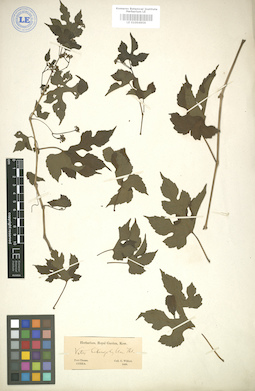 LE 01004906
