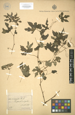 LE 01004907