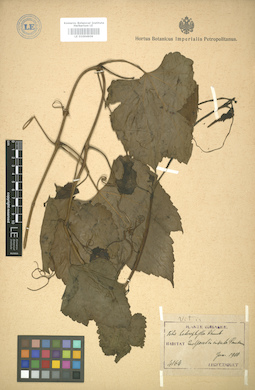 LE 01004909