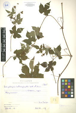 LE 01004910