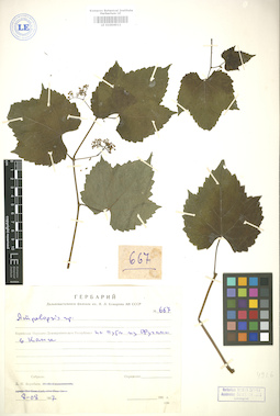 LE 01004911