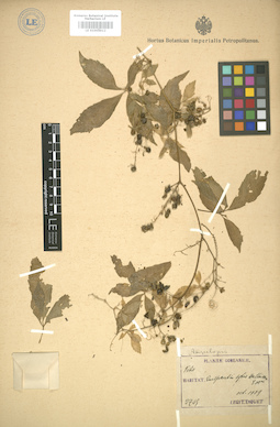 LE 01004912