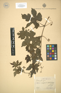 LE 01004913