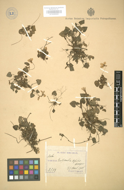 LE 01005062