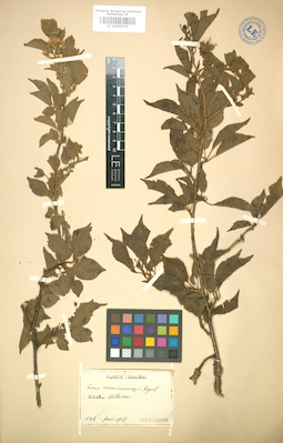 LE 01005079