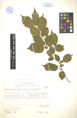 LE 01005081