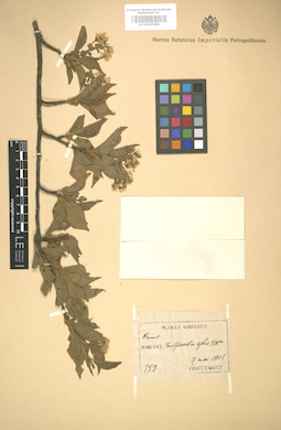 LE 01005086