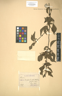 LE 01005087