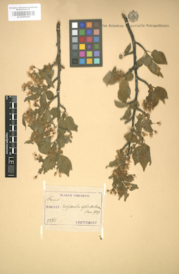 LE 01005089