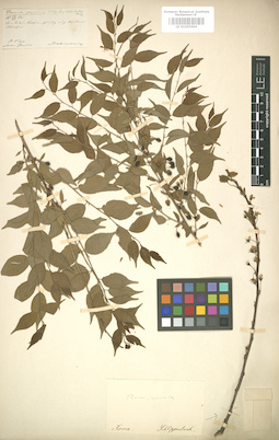 LE 01005094