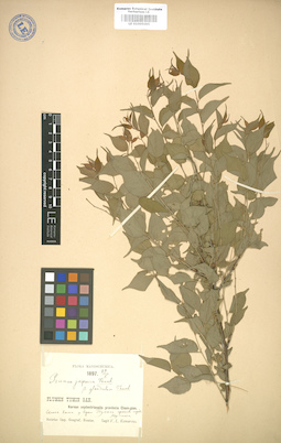 LE 01005095