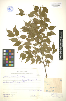 LE 01005097