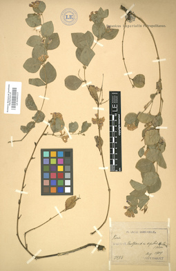 LE 01005113