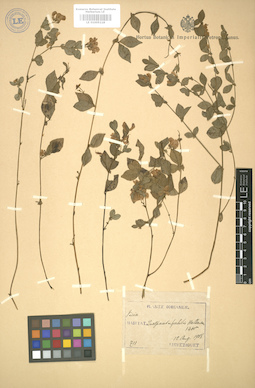 LE 01005118
