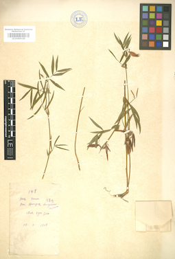 LE 01005128