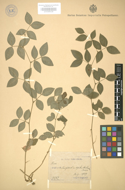LE 01005129