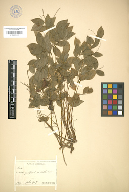LE 01005133
