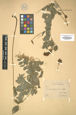 LE 01005135