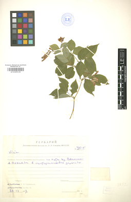 LE 01005136