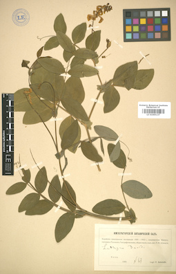 LE 01005137