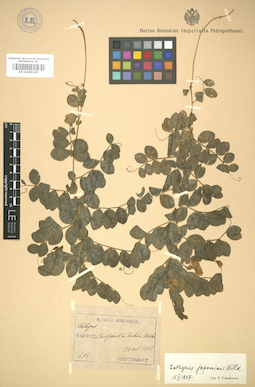 LE 01005145