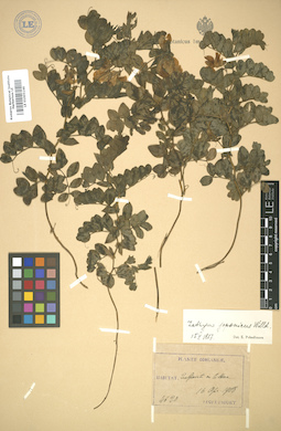 LE 01005146