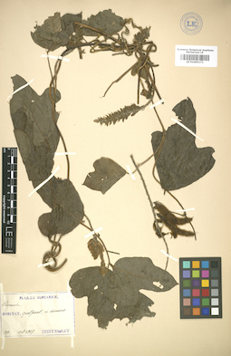 LE 01005171