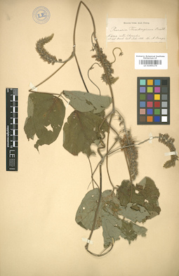 LE 01005174