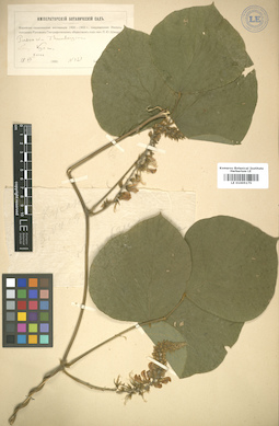 LE 01005175