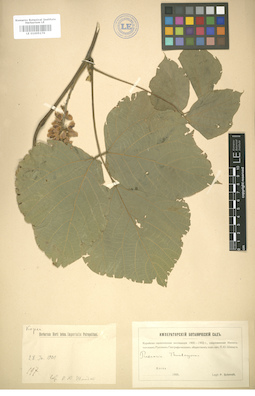 LE 01005176