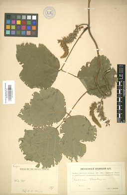 LE 01005177