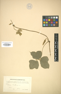 LE 01005178