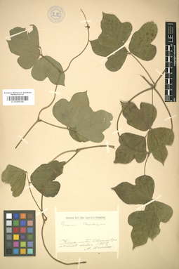 LE 01005181