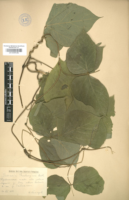 LE 01005182