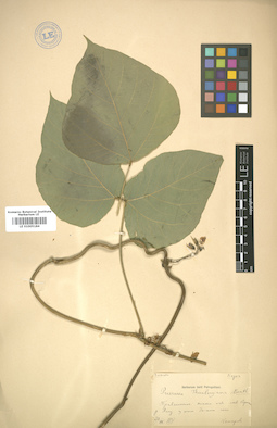 LE 01005184