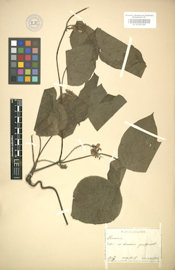 LE 01005185