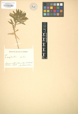 LE 01005247