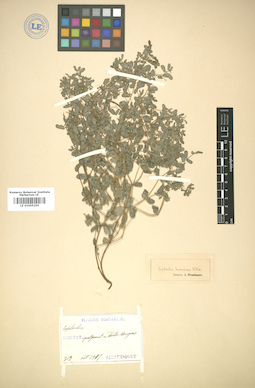 LE 01005255